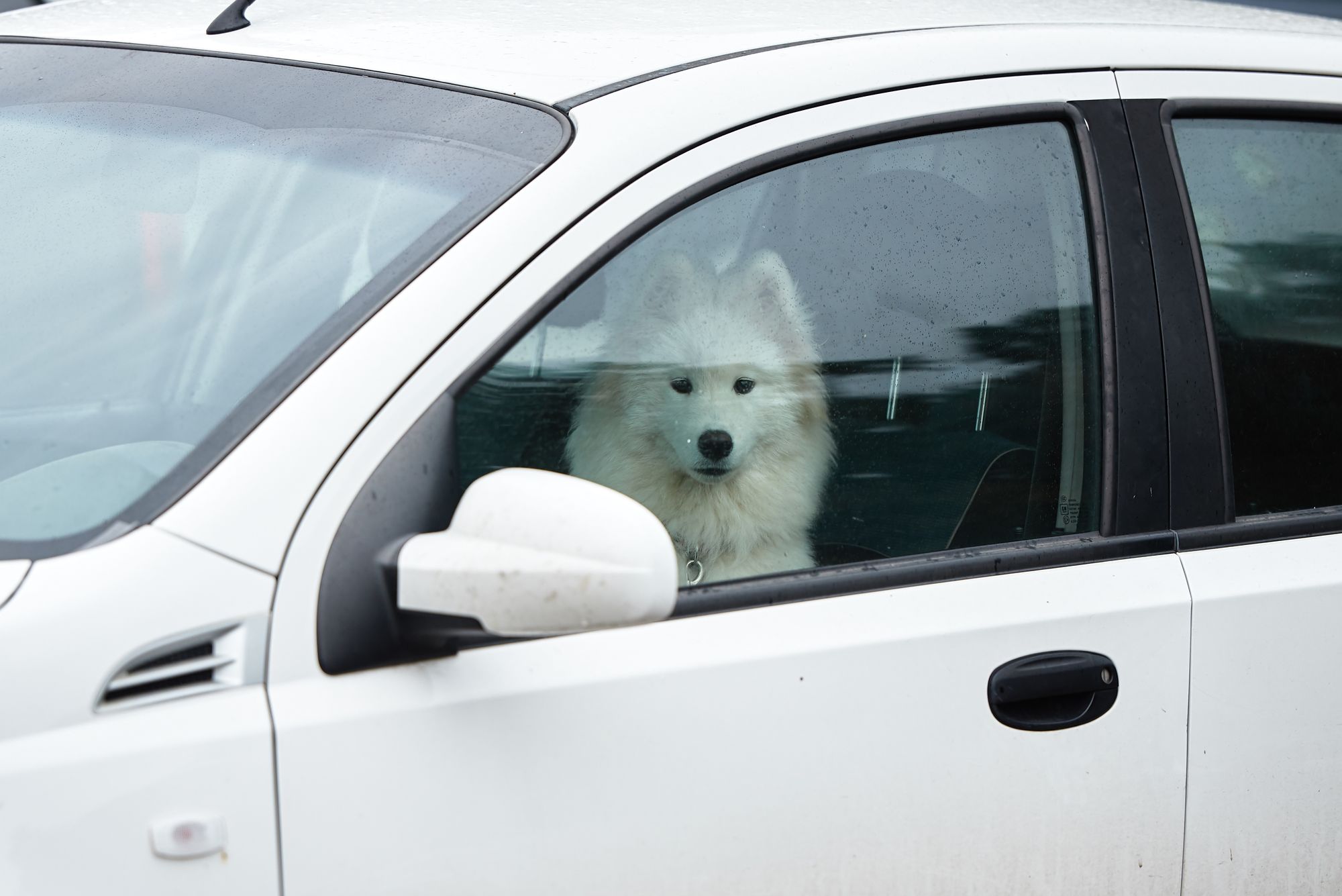 Weißer Hund in versperrtem Auto