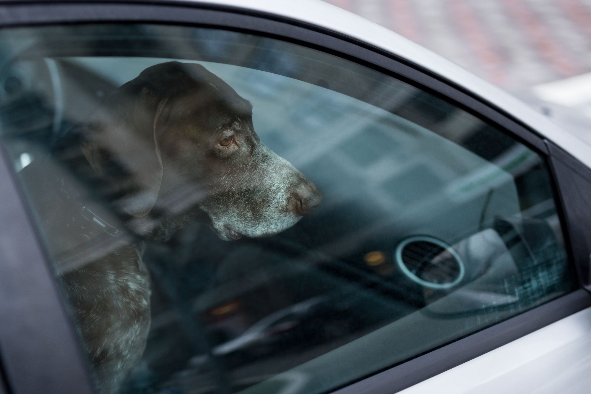 Hund in versperrtem Auto