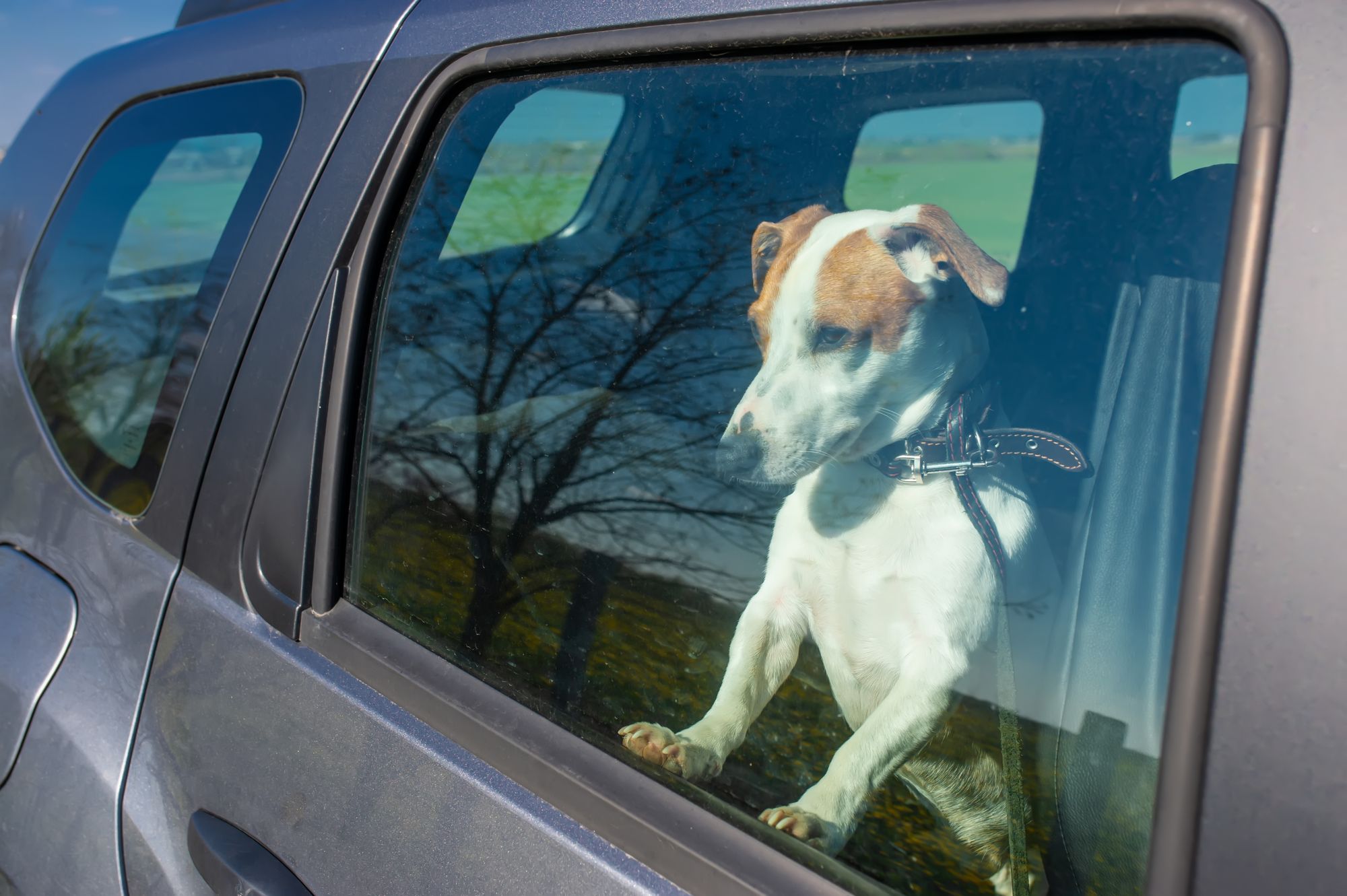 Hund alleine im Auto